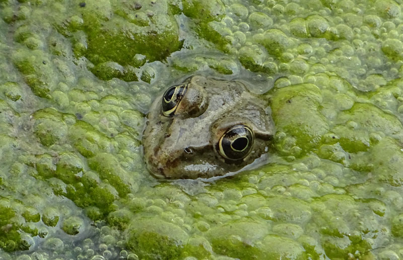 unica foto.....difficile determinarla ? Pelophylax sp. (prov. Piacenza)